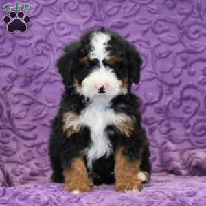 Dude, Mini Bernedoodle Puppy